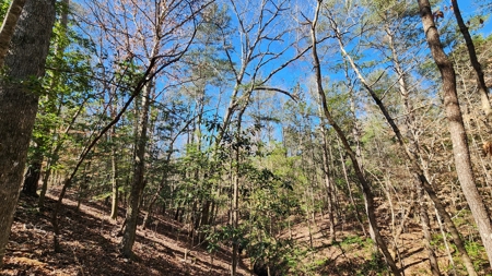 445 Acre Hunting/Timber Tract in Butler County, Alabama - image 40