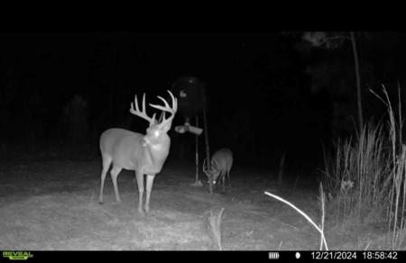 445 Acre Hunting/Timber Tract in Butler County, Alabama - image 47