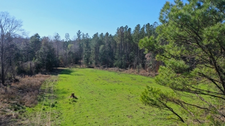 445 Acre Hunting/Timber Tract in Butler County, Alabama - image 9