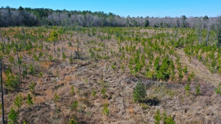 445 Acre Hunting/Timber Tract in Butler County, Alabama - image 6