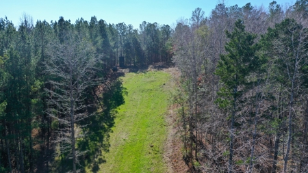 445 Acre Hunting/Timber Tract in Butler County, Alabama - image 16