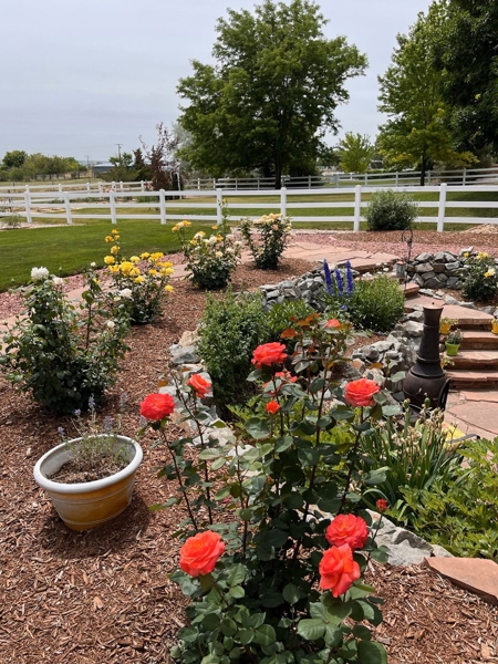 Roses around Patio