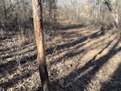 158 +/- Acres of Recreation Heaven with Knob Creek Frontage! - image 13
