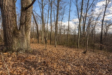 Offering #1 - Wooded Building Site for Sale at Auction - image 16