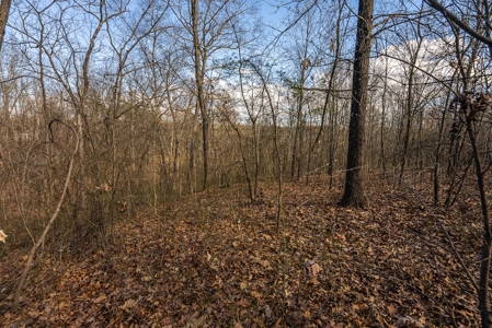 Offering #1 - Wooded Building Site for Sale at Auction - image 14