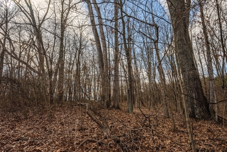 Offering #2 - Building Site in Cross Junction VA - image 9
