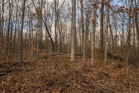 Offering #2 - Building Site in Cross Junction VA - image 7