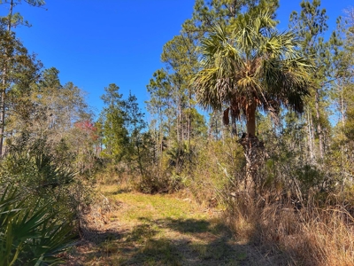 24 Acres In Cedar Key, FL For Sale - image 21