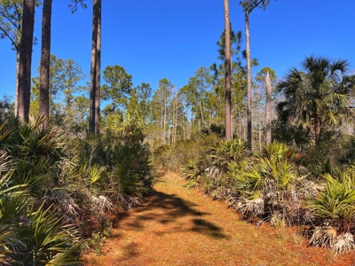 24 Acres In Cedar Key, FL For Sale - image 4