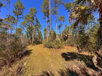 24 Acres In Cedar Key, FL For Sale - image 8