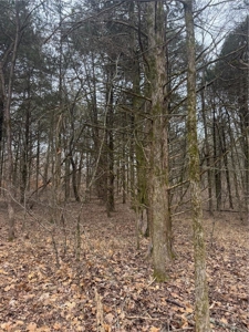 106 Ac Wooded Hunting or Building Land with Pond & Creek For Sale - image 18