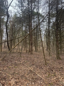106 Ac Wooded Hunting or Building Land with Pond & Creek For Sale - image 20