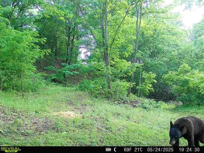106 Ac Wooded Hunting or Building Land with Pond & Creek For Sale - image 9