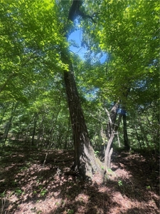 106 Ac Wooded Hunting or Building Land with Pond & Creek For Sale - image 23