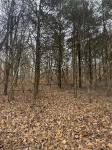 106 Ac Wooded Hunting or Building Land with Pond & Creek For Sale - image 17