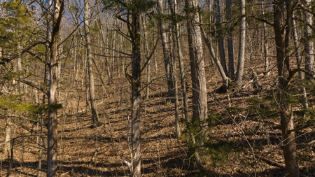 Wooded Retreat Greene County Tennessee Chukey Community - image 19