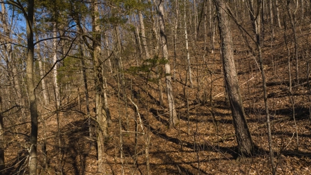 Wooded Retreat Greene County Tennessee Chukey Community - image 3