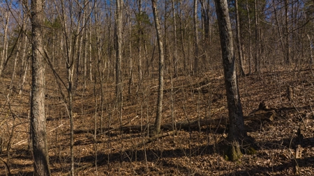 Wooded Retreat Greene County Tennessee Chukey Community - image 22