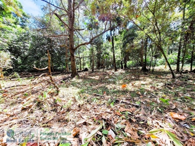 Front Row Bluff Beach Lot for Sale, Bocas del Toro - image 6