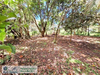 Front Row Bluff Beach Lot for Sale, Bocas del Toro - image 5