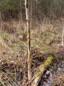 56 Acres of Hunting Land for Sale in Bertie County - image 30