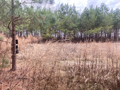 56 Acres of Hunting Land for Sale in Bertie County - image 24