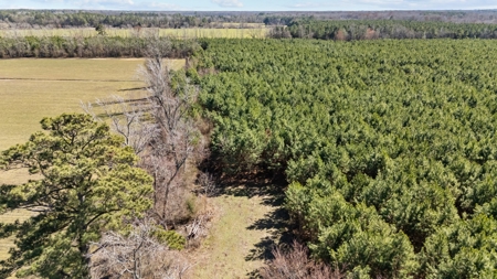 56 Acres of Hunting Land for Sale in Bertie County - image 15
