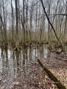 56 Acres of Hunting Land for Sale in Bertie County - image 35