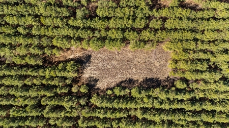 56 Acres of Hunting Land for Sale in Bertie County - image 14