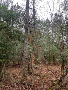 56 Acres of Hunting Land for Sale in Bertie County - image 32