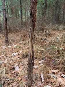 56 Acres of Hunting Land for Sale in Bertie County - image 33