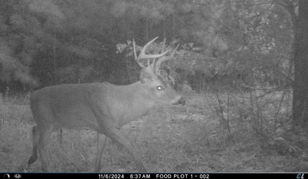 56 Acres of Hunting Land for Sale in Bertie County - image 17