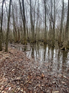56 Acres of Hunting Land for Sale in Bertie County - image 34
