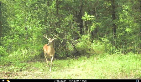 56 Acres of Hunting Land for Sale in Bertie County - image 16