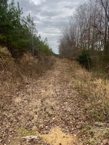 56 Acres of Hunting Land for Sale in Bertie County - image 26