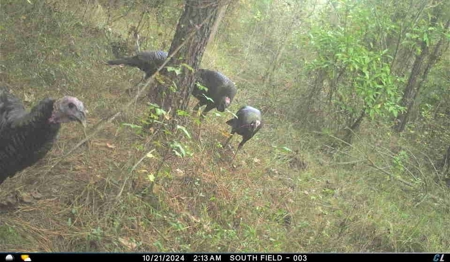 56 Acres of Hunting Land for Sale in Bertie County - image 2