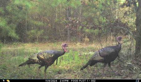 56 Acres of Hunting Land for Sale in Bertie County - image 19