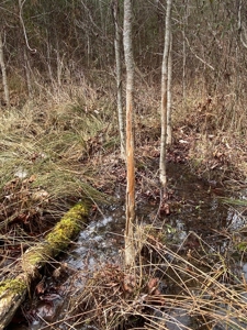56 Acres of Hunting Land for Sale in Bertie County - image 31