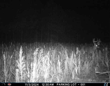 56 Acres of Hunting Land for Sale in Bertie County - image 18