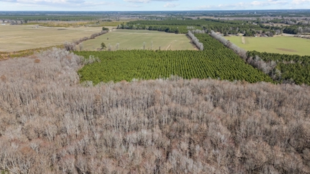 56 Acres of Hunting Land for Sale in Bertie County - image 8