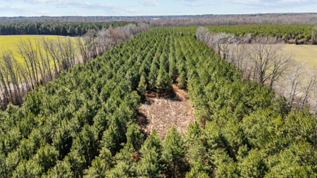 56 Acres of Hunting Land for Sale in Bertie County - image 13