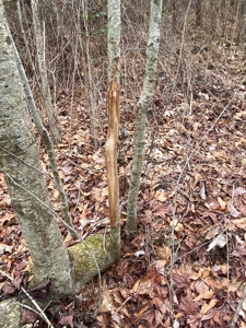 56 Acres of Hunting Land for Sale in Bertie County - image 36