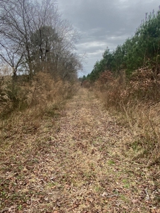 56 Acres of Hunting Land for Sale in Bertie County - image 27