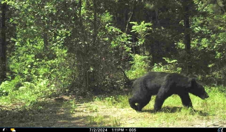 56 Acres of Hunting Land for Sale in Bertie County - image 23