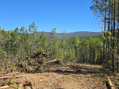 Southeast Oklahoma Timberland Property For Sale - image 9