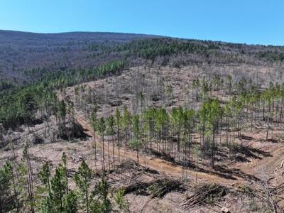 Southeast Oklahoma Timberland Property For Sale - image 5