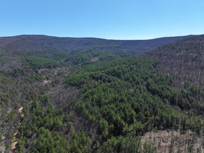 Southeast Oklahoma Timberland Property For Sale - image 3