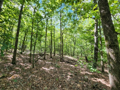 Southeast Oklahoma Timberland Property For Sale - image 26