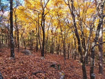 Southeast Oklahoma Timberland Property For Sale - image 21