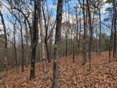 Southeast Oklahoma Timberland Property For Sale - image 15